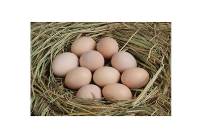 特色禽蛋-農(nóng)樂網(wǎng)-優(yōu)質(zhì)農(nóng)產(chǎn)品訂購平臺(tái)和生態(tài)農(nóng)業(yè)旅游