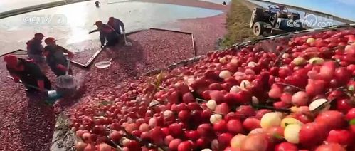 多地特色農(nóng)產(chǎn)品迎來(lái)采收季 產(chǎn)銷兩旺 串 起致富路