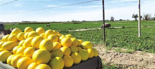 甘 味產(chǎn)品線上銷量成倍增長 甘肅特產(chǎn)成 網(wǎng)紅